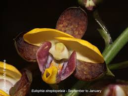 Image result for Eulophia tenella