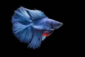 Do Betta Fish Sleep When And How Find Out Right Here Pet Ponder