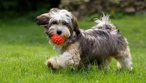 Havachon puppies for sale in pa breed info. Havanese Dogs The Good The Bad About This Dog Breed K9 Web