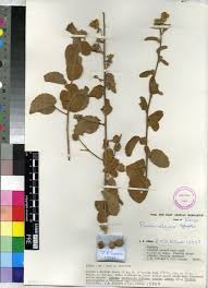 Image result for Pavonia senegalensis