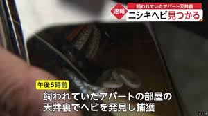 しかし、それは冒険の始まりに過ぎなかった。 「もう無理。 こんな危険な仕事やめたい。 ゲロ吐きそう」 「おう、わかった。 つまり俺達が強くなってお前の分まで戦えばいいんだな、いいハンデだ」 「安心してね. Zvheffzpsc19qm