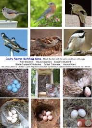 Birds With Their Nests Pictures Birds And Their Matching Eggs What A Great Game Backyard Birds Oviparous Animals Bird Eggs
