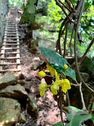 Image result for Acridocarpus natalitius