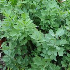 Cut the whole head into quarters first, and then angle the knife to cut out the cores. Lovage Plants Thompson Morgan