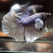 Live Betta Fish Royal Purple Dumbo Big Ears Rosetail Male 71 Pet Supplies Fish Aquariums Live Fish Ebay Betta Fish Betta Fish Pet