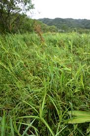 Image result for Scleria bambariensis