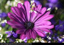 Fiolett, rosa eller snarere diskret i hvitt? Bornholm Margerite Lizenzfreies Bild 6477751 Bildagentur Panthermedia