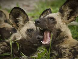 Chitabe Wild Dog Pack Goes From Strength To Strength Wild Dogs Dogs African Wild Dog