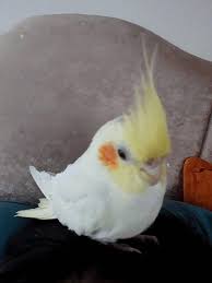 He S Asleep Lulu Cockatiels Birds Birdy Birby Parakeet Sultanpapaganlari Kuslar Papaganlar Papaganlar Ve Kus