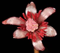 Image result for Brasenia