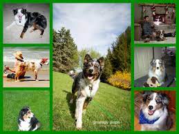 It's free to post an ad. Aussie Rescue In Michigan A Rescue For Australian Shepherd Dogs In The Michigan Area
