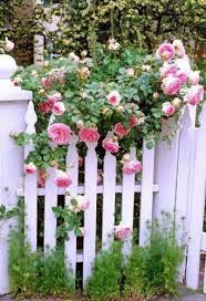 Summer Happiness Rose Cottage Flower Garden Climbing Roses