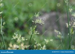 Image result for Pycreus