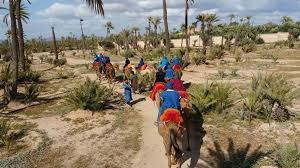 Synchronizing the sunset is absolutely the perfect time to enjoy camel ride in the palm grove. Camel Ride Marrakech Agafay Camel Ride Marrakech Day Trips Tours