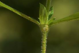 Image result for Spermacoce senensis