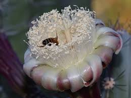 Did you know that cacti can bloom? Cactus Flowers Album On Imgur