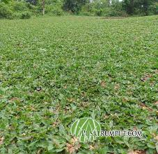 Tujuan diberikan pupuk ini untuk merangsang jaringan tumbuh rumput gajah mini sehingga anda mendapatkan hasil yang sempurna nantinya. Jual Rumput Gajah Mini Di Jakarta Jasa Tanam Rumput Gajah Mini Jakarta