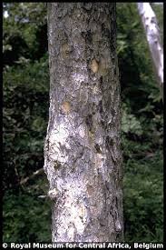 Image result for Pseudospondias