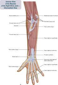 Anatomists refer to the lower arm as the forearm or antebrachium. 7 Muscles Of The Forearm And Hand Musculoskeletal Key