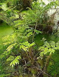 Image result for Ptisana