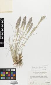 Image result for Enneapogon