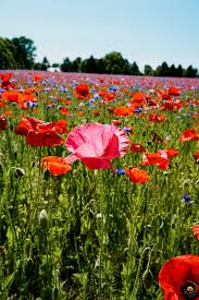 Poppy Field In Fennville Michigan Well Planned Adventures When you give the app information about a plant, such as its location, flower color and the time of year, the app will quickly show you which plants match your selections. poppy field in fennville michigan