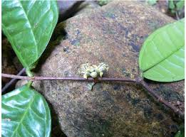 Image result for Sericanthe leonardii