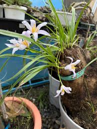 Image result for Xerophyta trichophylla