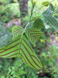 Image result for Fuirena obcordata