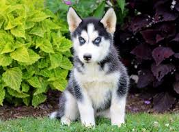 Flower Siberian Husky Puppy For Sale Keystone Puppies Siberian Husky Husky Puppies For Sale Dogs
