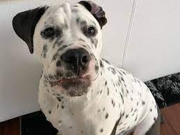 Jun 24, 2021 · the border pit is a mix between the border collie and pitbull. Meet Some Of The Best Dalmatian Mixes Around K9 Web
