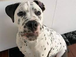 The dalmatian pitbull mix is an active and energetic dog that can keep you on your toes all day long. Meet Some Of The Best Dalmatian Mixes Around K9 Web