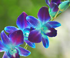 The term violet was originally derived from the latin word viola, which refers to the name of the violet flower. violet, on the other hand, has a wavelength and is a color that sits between blue and ultraviolet. Orchids Blue Purple Google Search Blue Orchid Flower Blue Orchids Orchid Photography