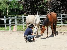 È di vitale importanza per gestire un puledro quando. Essere Un Horseman Le 7 Qualita Per Raggiungere Gli Obiettivi
