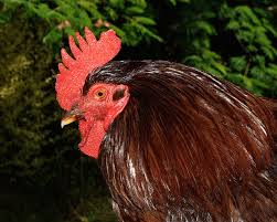 They're a very hardy, sturdy breed and even with limited conditions the hens will still produce eggs. Rhode Island Red Pictures Video Information And Chicks
