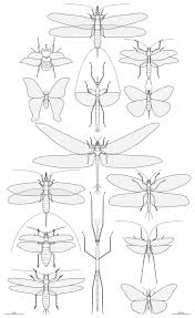 Endoxyla cinereus, the giant wood moth, is a moth in the family cossidae. List Of Largest Insects Wikiwand