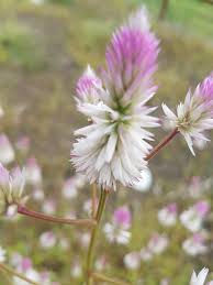 Image result for Tephrosia tanganicensis