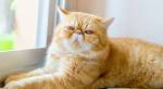 Exotic Shorthair Kittens Available – Stellarosa Exotics