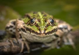 Free Image On Pixabay Frog Toad Amphibian Eyes Fauna In 2020 Amphibians Frog Toad