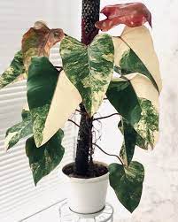 Philodendron strawberry shake/red emerald variegated/philodendron erubescens variegated/rare tropical plant/tropical plant. Plantzyna On Instagram Philodendron Strawberry Shake See The Progress From Philodendronstrawberryshak Philodendron Plant Pretty Plants Variegated Plants