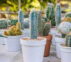 What Species Of Cactus Is It Yes All Cactus Need Less Watering Than Normal Plants However You Can Divide The C Cactus Plant Pots Tall Cactus Plants Cactus