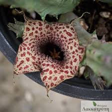 Image result for Huernia hislopii