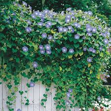 Heavenly Blue Morning Glory Seeds From Park Seed