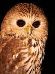 Vermiculated Fishing Owl Photo Gallery by Ian Fulton at pbase.com