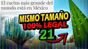 Los cactus altos son una maravilla, ¿no crees? Han Descubierto El Cactus Mas Grande Del Mundo Dentro De Minecraft Youtube