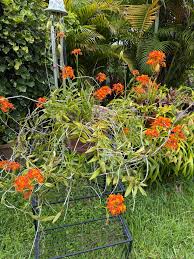 Image result for Epidendrum