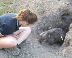Breeding benefits when love bites wombats on the butt - UQ News - The  University of Queensland, Australia