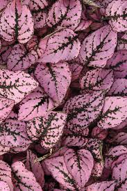 Image result for Hypoestes