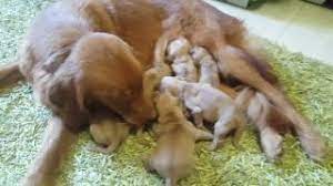 Mother Dog Feed Her Puppies And Lick Them To Make A Pee Youtube