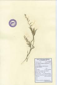 Image result for Dinebra retroflexa